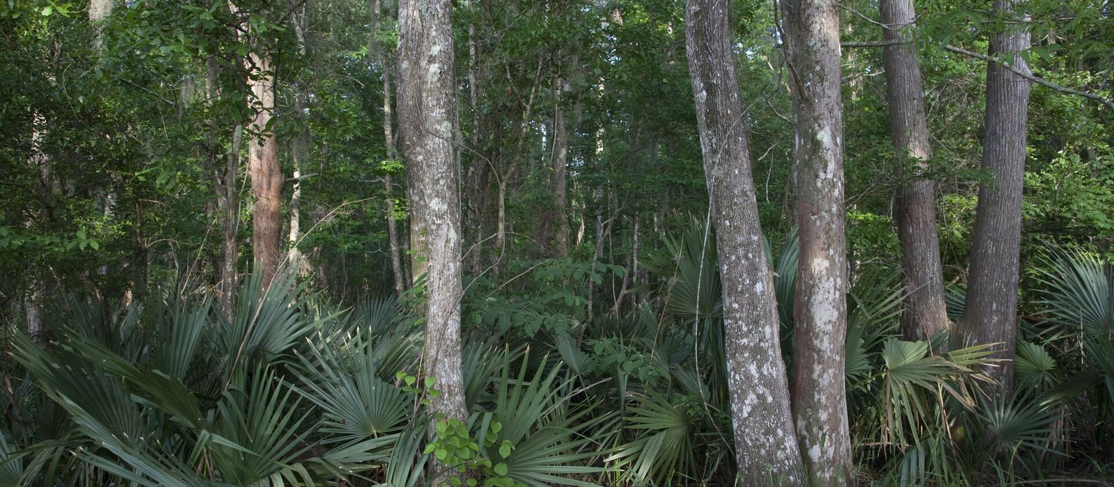 Lush pine and palmetto woodland at Blakeley State Park in Spanish Fort, Alabama
